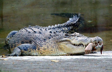 Krokodyl odgryzł mu rękę, ale udało się ją przyszyć