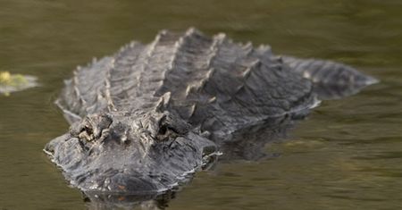 Norweskie przedszkolaki oko w oko z krokodylem