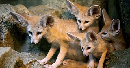 Wizyta w krakowskim zoo