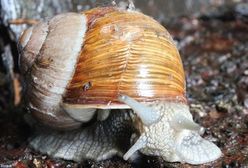 Warmińsko-mazurskie: będzie można zebrać 600 ton winniczków