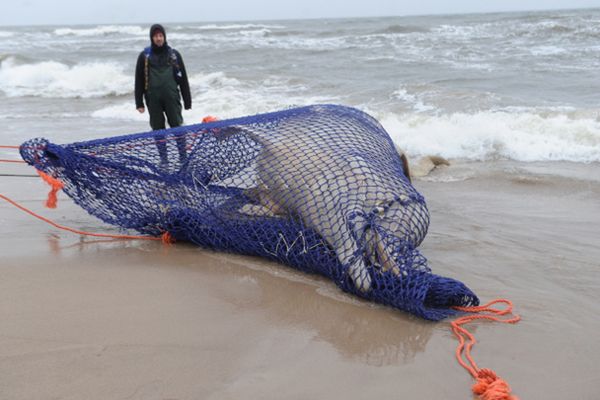Martwy wieloryb pozostanie na plaży przy brzegu Bałtyku do poniedziałku