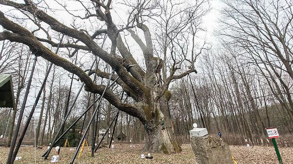 Zagnańsk (woj. świętokrzyskie), dąb Barek