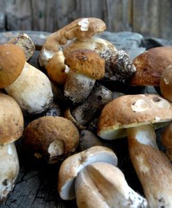 Jacek Żakowski: 6 września spotkajmy się na grzybach