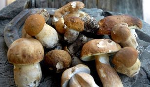 Jacek Żakowski: 6 września spotkajmy się na grzybach