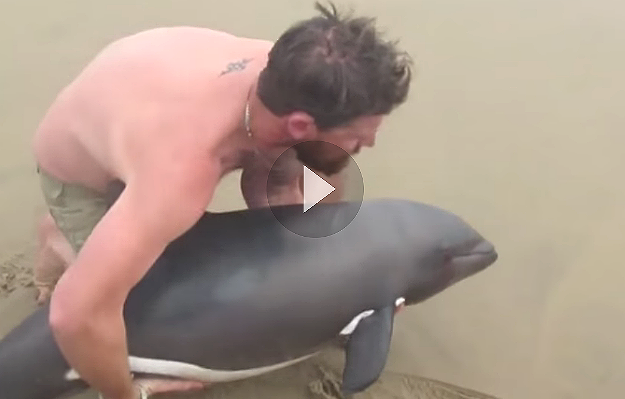 Przewodnik uratował młodego delfina wyrzuconego na brzeg oceanu. Ten film podbija internet