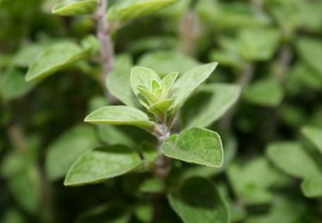 Przeciwzapalne oregano