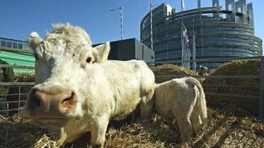 Krowy przed Parlamentem Europejskim