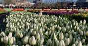 Holandia: Amsterdam pęka w kolorach, gdy rozpoczyna się Narodowy Dzień Tulipanów.