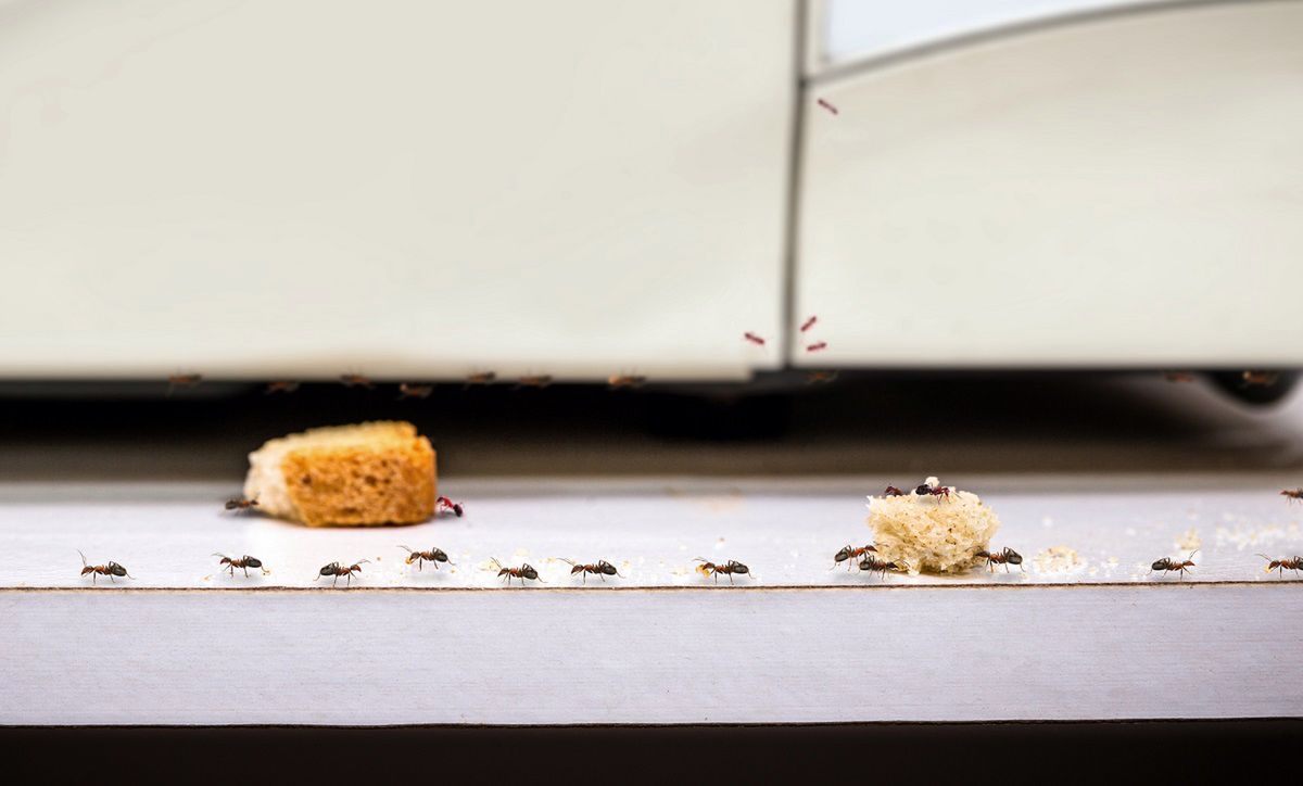 domowy sposób na mrówki w domu, fot. Getty Images