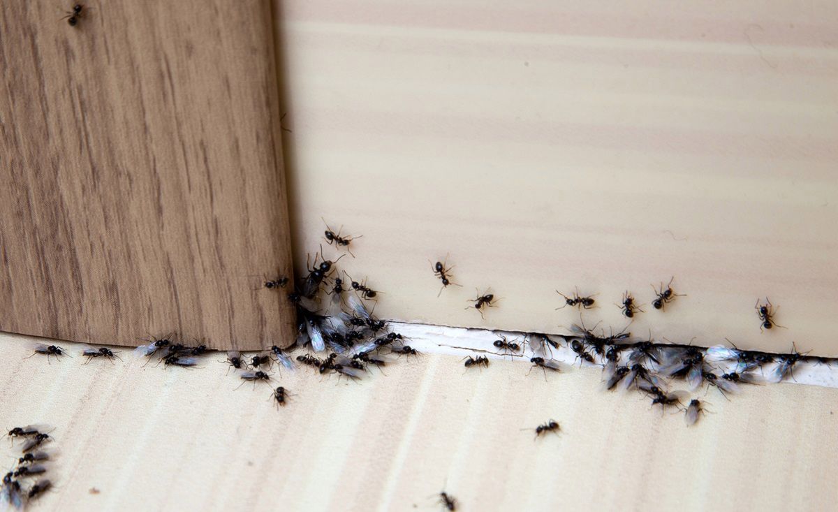 Warto wiedzieć, czego nie lubią mrówki. Fot. Getty Images