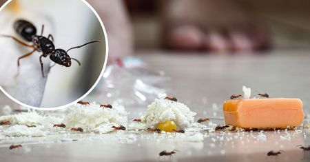 Ten przysmak szybko pomoże skutecznie wytępić mrówki w Twoim domu