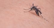 Pokonano groźnego wirusa. Pomogły zmodyfikowane komary