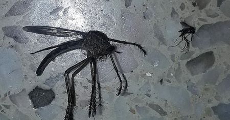 Przerażający komar gigant znaleziony w Argentynie