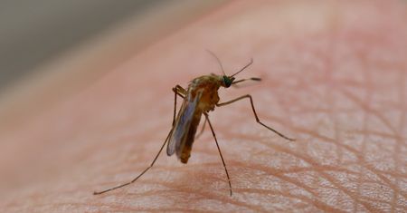 Znaleźli broń na komary. 99 proc. populacji insektów wybito w zaledwie 45 dni