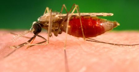 Atakuje zmutowana malaria. Jest odporna na leki