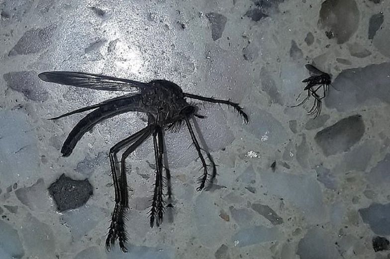 Przerażający komar gigant znaleziony w Argentynie
