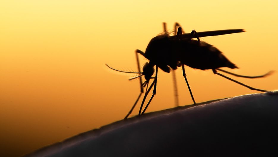 Komary tygrysie blisko Polski. Sprawdź, dlaczego są niebezpieczne i po czym rozpoznać te insekty