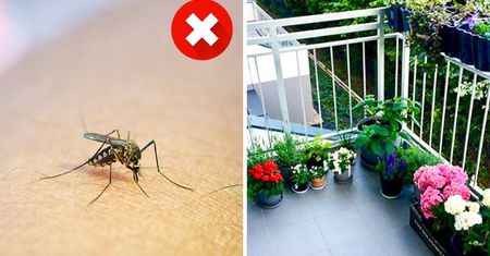 Rośliny, których komary nienawidzą! Postawione na balkonie czy w ogrodzie skutecznie je odstraszą
