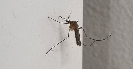 Pokrój i połóż przy łóżku na noc. Komary się nie zbliżą