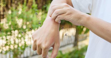 Postaw na tarasie. Ta pułapka na komary wyłapie je wszystkie w okolicy