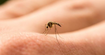 5 przypadków, kiedy przyciągasz do siebie więcej komarów niż inni