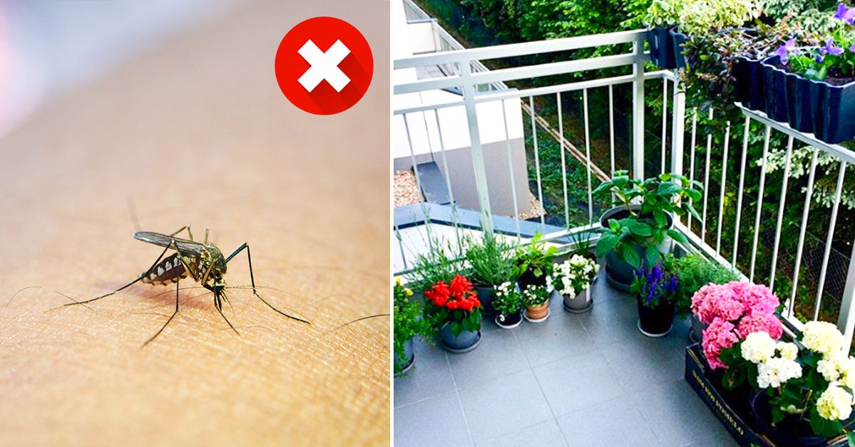 Keep These Plants on Your Balcony or Terrace, and Mosquitoes Will Keep Away from Your Place!
