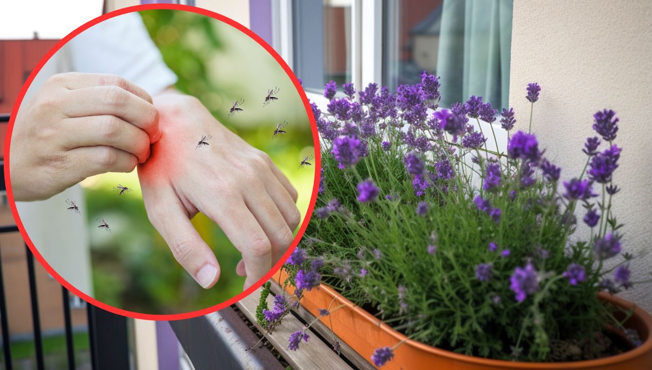 Kompozycja roślin odstraszających komary na balkony i tarasy