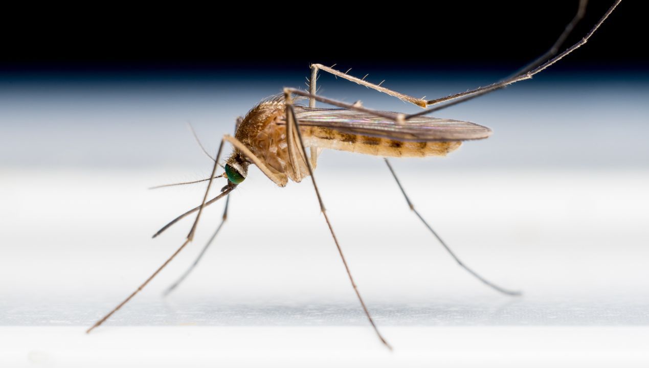 Czym odstraszyć komary? Już kilka kropli sprawi, że ominą Twój dom z daleka