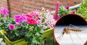Balkony z tymi roślinami komary omijają z daleka. Posadź je między kwiaty