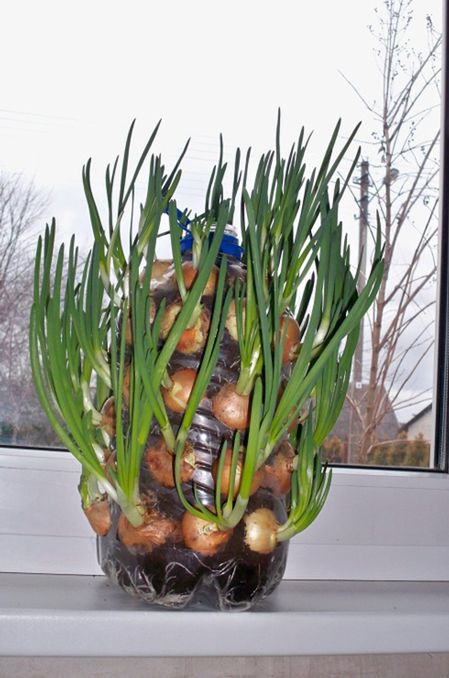 Onion Windowsill Plantation