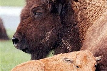 Około 150 bizonów z parku Yellowstone - do odstrzału
