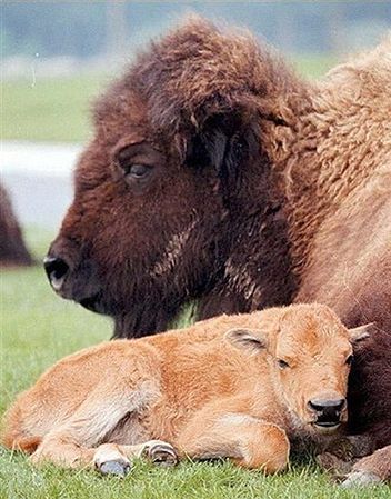 Około 150 bizonów z parku Yellowstone - do odstrzału