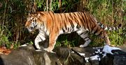 Koronawirus u zwierząt. Tygrys w zoo w Nowym Jorku zarażony