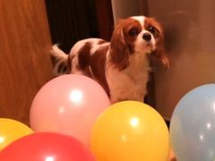 Nadmuchał dla ukochanej 300 balonów