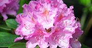 Dodaj kilka kropel do wody i podlej rododendrony. Będą uginać się od kwiatów