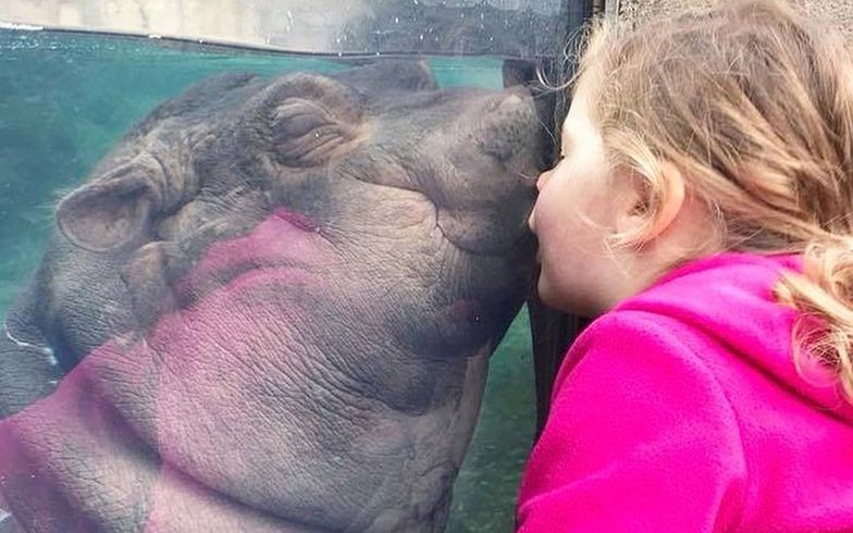 Hipopotamica Fiona w zoo w Cincinnati podbiła serca internautów na całym świecie