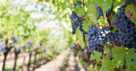 Drogie wino wcale nie jest smaczniejsze. Tak twierdzą naukowcy