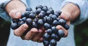 Rozmnażanie winorośli prostsze niż myślisz. Zacznij teraz, a w maju posadzisz swoje sadzonki
