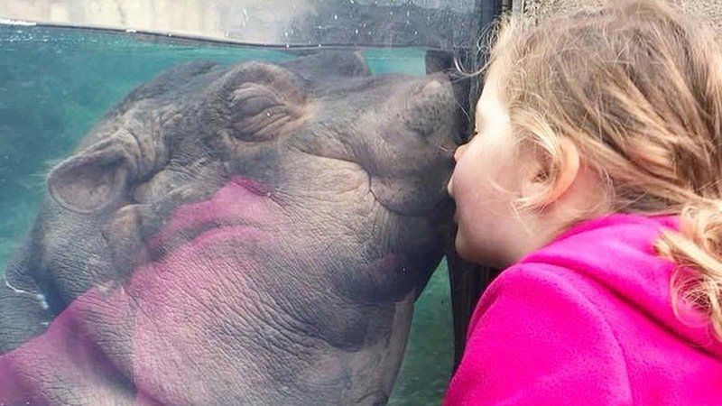 Hipopotamica Fiona w zoo w Cincinnati podbiła serca internautów na całym świecie