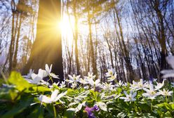 Prognoza pogody na dziś - 17 marca. Słonecznie i nawet 18 stopni Celsjusza