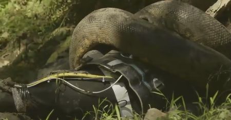 Z wężami nie ma żartów. Przekonał się o tym ekspert z Discovery