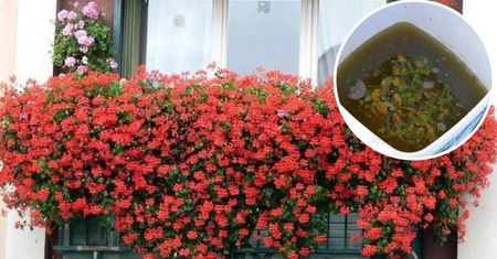 Przepis na naturalny nawóz dla pelargonii lepszy niż ze sklepu. Kwitną po nim jak szalone