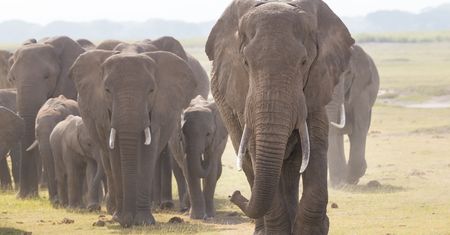 Tragiczna śmierć turystki w Zimbabwe. Stratował ją słoń