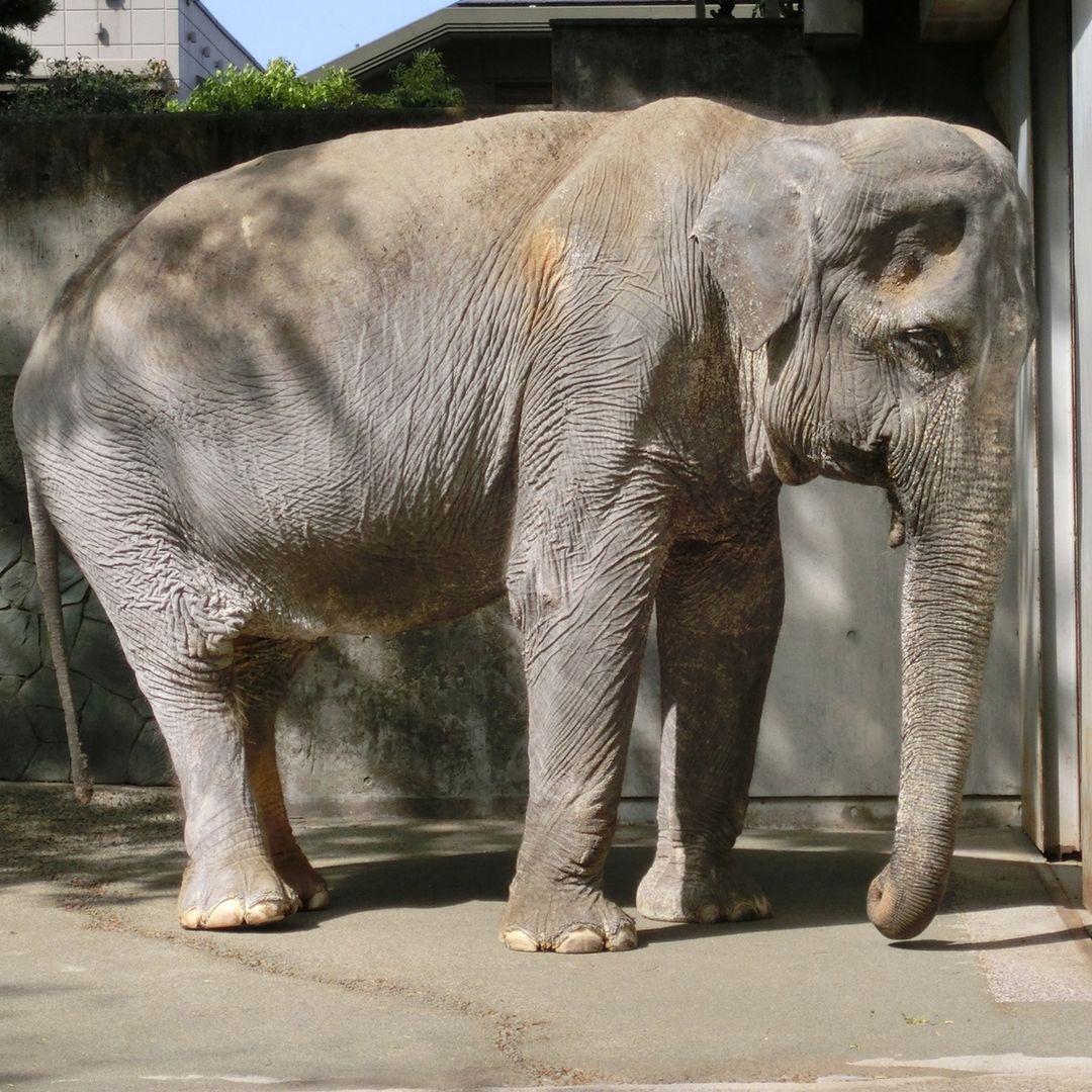 Najsmutniejsza słonica świata. 61 lat w betonowej celi