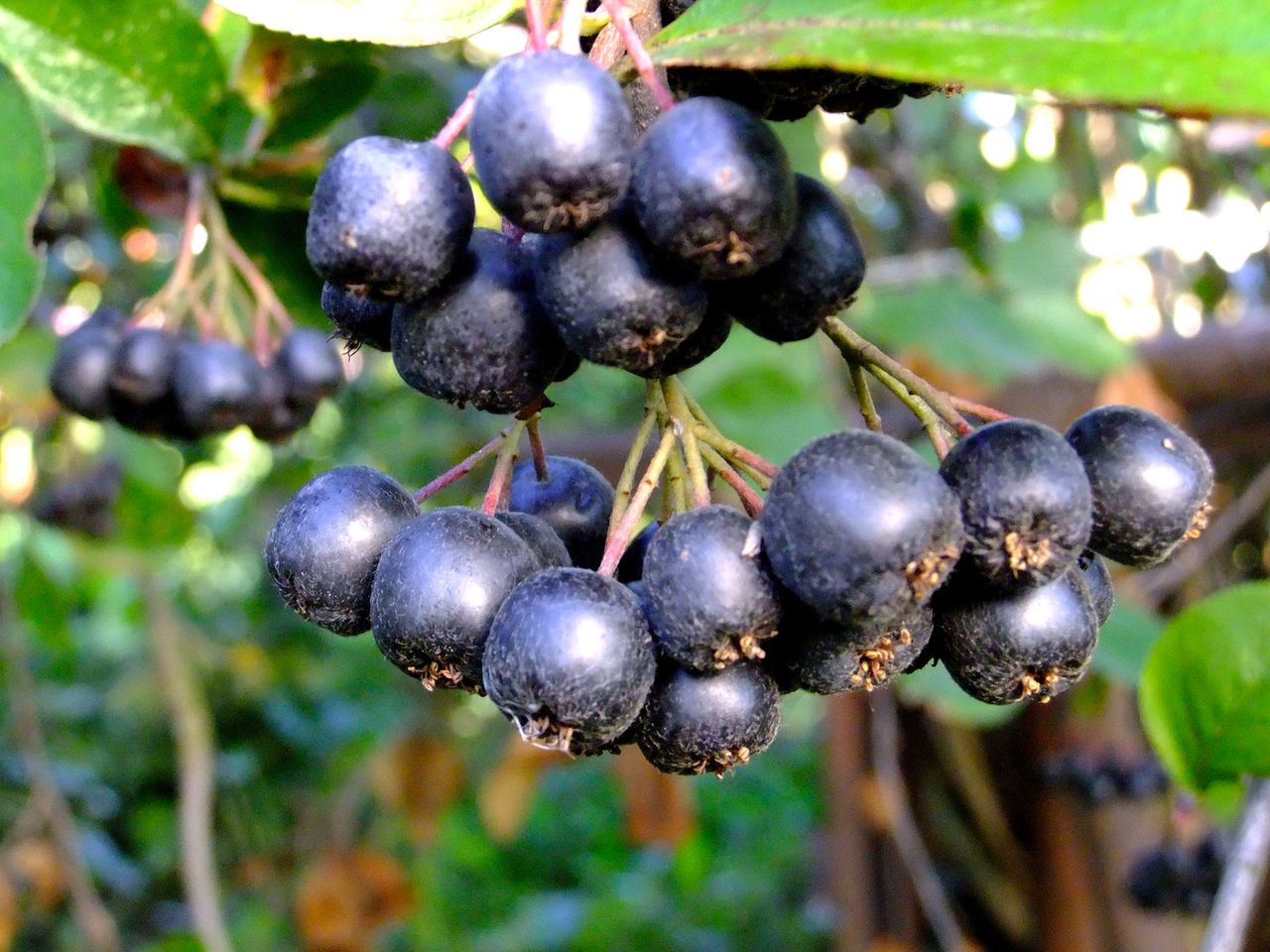 Aronia – owoc o wielkich możliwościach. Niezastąpiona na jesienne chłody