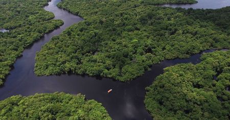 Amazonia zagrożona. Chcą wyciąć obszar wielkości Danii