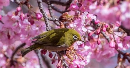 Japonia – zakwitły pierwsze wiśnie