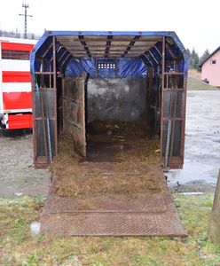 Przewozili konie w strasznych warunkach. Jeden padł z wycieńczenia