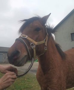 Mazowsze. Konie biegają po drodze ekspresowej S8. Fundacja Pegasus złapała dwa zwierzęta