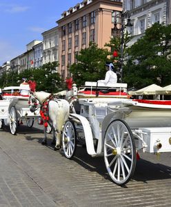 Krakowskie konie bez szans na odrobinę cienia. Bezduszne przepisy dotyczące zwierząt